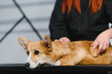 Female trimmer cutting hair on the Yorkshire Terrier