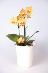 A single yellow and orange orchid plant is sitting in a small white pot. The plant is placed on a white background, which gives it a clean and simple appearance