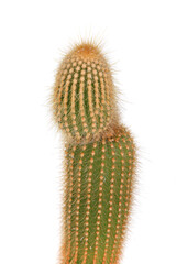 A cactus with a long stem and spines. The cactus is green and brown. The cactus is tall and thin