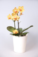 A single yellow and orange orchid plant is sitting in a small white pot. The plant is placed on a white background, which gives it a clean and simple appearance