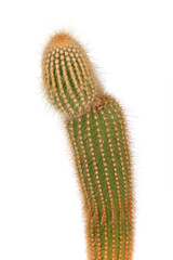 A cactus with a long stem and spines. The cactus is green and brown. The cactus is tall and thin