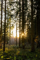 Naklejka premium Fichtenwald mit tiefstehender Sonne im Gegenlicht