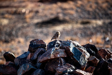 2024 03 10 Marrakesh owl 18