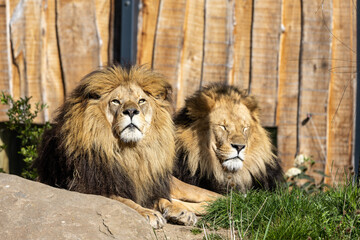 The lion, Panthera leo is one of the four big cats in the genus Panthera