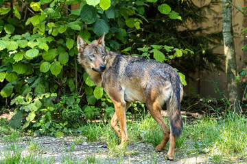 European Grey Wolf, Canis lupus in a german park