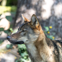 European Grey Wolf, Canis lupus in a german park