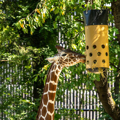 The giraffe, Giraffa camelopardalis is an African mammal