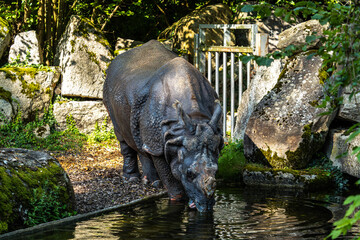 The Indian Rhinoceros, Rhinoceros unicornis aka Greater One-horned Rhinoceros