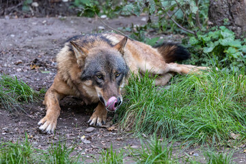 European Grey Wolf, Canis lupus in a german park
