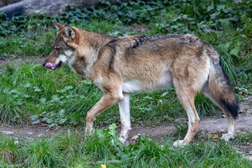 European Grey Wolf, Canis lupus in a german park
