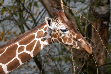 The giraffe, Giraffa camelopardalis is an African mammal