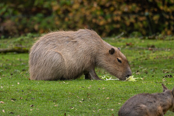 Capybara, Hydrochoerus hydrochaeris grazing on fresh green grass