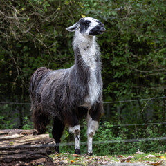 The Llama, Lama glama, is a domesticated South American camelid, widely used as a meat and pack animal