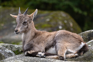 Young baby mountain ibex or capra ibex on a rock