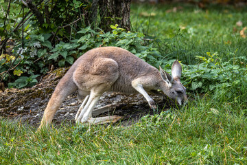 Red kangaroo, Macropus rufus in a german park
