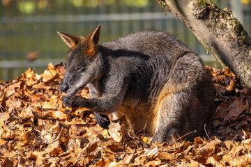 Swamp Wallaby, Wallabia bicolor, is one of the smaller kangaroos