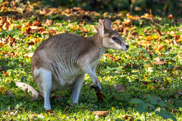 The agile wallaby, Macropus agilis also known as the sandy wallaby