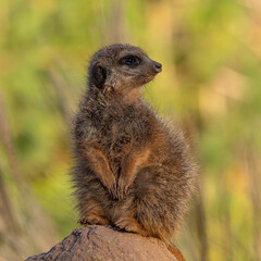 Meerkat, Suricata suricatta sitting on a stone and looking into the distance