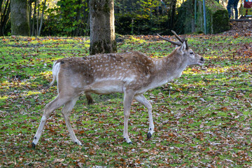 The fallow deer, Dama mesopotamica is a ruminant mammal