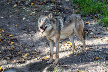 European Grey Wolf, Canis lupus in a german park