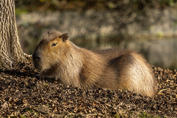 Capybara, Hydrochoerus hydrochaeris grazing on fresh green grass