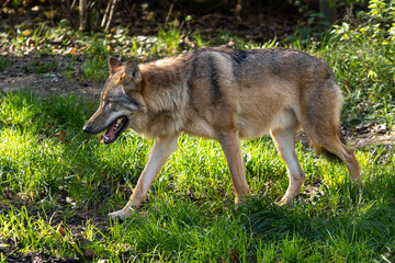 European Grey Wolf, Canis lupus in a german park