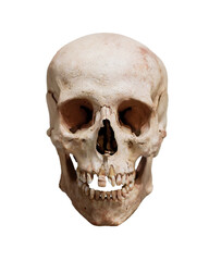 Fossilized Skull of Homo sapiens Isolated on White Background