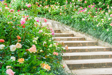 Сolorful roses in rose garden and pathway,English roses of different colors in english garden,Multicolored rose in flower garden..