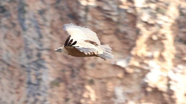 Buitre leonado gyps fulvus volando en el barranco del Cint de Alcoy, Espa&ntilde;a