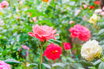 Multicolored rose in flower garden,Сolorful roses in rose garden,English roses of different colors in english garden.