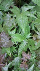 Vertical Portrait of Sweet Potato Leaves with Water Droplets, Highlighting Fresh Greenery and Nature’s Beauty for Wallpaper or Organic-Themed Backdrops