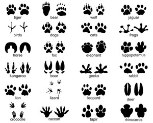 Set of  traces of wild animals, illustration of black silhouettes		