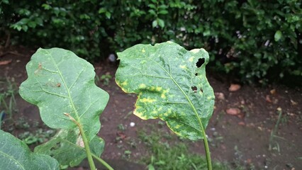 Damaged Leaves Caused by Caterpillar Pests Depicting Agricultural Issues, Highlighting the Serious Problem of Crop Failure and Pest Infestation in Farming