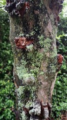 Tree Trunk with Green Moss in Tropical Rainforest, Ideal for Nature Backgrounds and Eco Photography