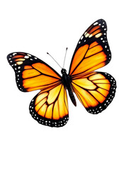 Close up, butterfly transparent image. Ai generated