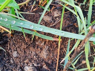 Fresh green grass with morning dewdrops
