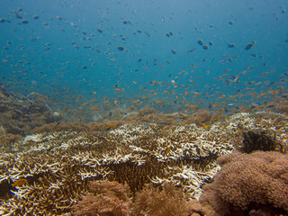 Blue ocean with schools of fish over a tropical coral reef. The staghorn coral, Acropora cervicornis, is a branching, stony coral, within the Order Scleractinia.