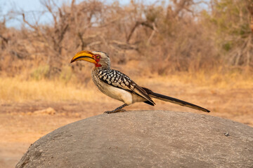 Southern Yellow Billed Hornbill Perched on a Rock in South Africa