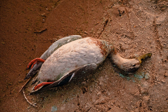 A dead duck on the beach on the sand.