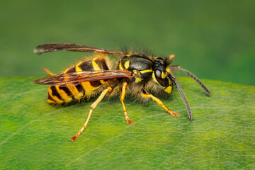 Wasp resting on a green leaf on an autumn day with copy space and blurred background