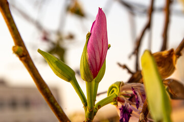 A scenic landscape of blooming flowers, lush greenery, and a gentle breeze captures nature's pure...