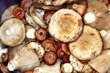 Fresh mushrooms picked in the forest and soaked in water.