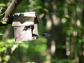 A charming bird house hangs gracefully from a tree in a peaceful woodland setting, blending seamlessly with the natural surroundings.