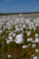 Arctic cotton grass is a perennial Arctic plant and it is one of the most widespread flowering plants in the northern hemisphere and tundra regions. Commonly found in Canada's arctic tundra regions.