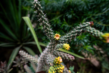 2024 03 10 Marrakesh Cylindropuntia imbricata 19
