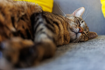 Tabby cat peacefully sleeping on a cozy surface, showcasing its soft fur and relaxed expression.