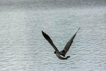 The barnacle goose (Branta leucopsis)	