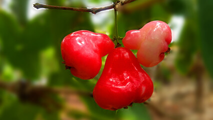 watery rose apple or chambanga