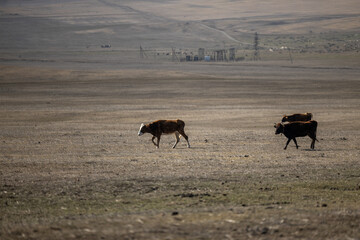 Two cows leisurely walk across a dry grass field in the Georgian mountains.