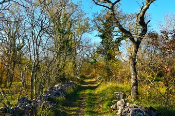 Trail leading through a karst forest with oak trees in Primorska, Slovenia